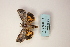  ( - ARB00009118)  @12 [ ] Copyright  SCDBC-KIZ-CAS, Imaging group Kunming Institute of Zoology, CAS