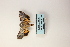  ( - ARB00009120)  @12 [ ] Copyright  SCDBC-KIZ-CAS, Imaging group Kunming Institute of Zoology, CAS