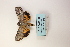  ( - ARB00009121)  @12 [ ] Copyright  SCDBC-KIZ-CAS, Imaging group Kunming Institute of Zoology, CAS