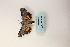  ( - ARB00009122)  @12 [ ] Copyright  SCDBC-KIZ-CAS, Imaging group Kunming Institute of Zoology, CAS