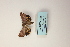  ( - ARB00009127)  @12 [ ] Copyright  SCDBC-KIZ-CAS, Imaging group Kunming Institute of Zoology, CAS