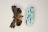  ( - ARB00009129)  @12 [ ] Copyright  SCDBC-KIZ-CAS, Imaging group Kunming Institute of Zoology, CAS