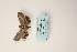  ( - ARB00009130)  @12 [ ] Copyright  SCDBC-KIZ-CAS, Imaging group Kunming Institute of Zoology, CAS
