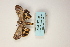  ( - ARB00009131)  @12 [ ] Copyright  SCDBC-KIZ-CAS, Imaging group Kunming Institute of Zoology, CAS