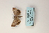  ( - ARB00009134)  @12 [ ] Copyright  SCDBC-KIZ-CAS, Imaging group Kunming Institute of Zoology, CAS