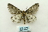  ( - ARB00027851)  @13 [ ] Copyright  SCDBC-KIZ-CAS, Imaging group Kunming Institute of Zoology, CAS