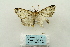  ( - ARB00027888)  @12 [ ] Copyright  SCDBC-KIZ-CAS, Imaging group Kunming Institute of Zoology, CAS