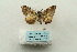  ( - ARB00027897)  @13 [ ] Copyright  SCDBC-KIZ-CAS, Imaging group Kunming Institute of Zoology, CAS