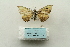  ( - ARB00027898)  @13 [ ] Copyright  SCDBC-KIZ-CAS, Imaging group Kunming Institute of Zoology, CAS