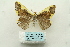  ( - ARB00027929)  @11 [ ] Copyright  SCDBC-KIZ-CAS, Imaging group Kunming Institute of Zoology, CAS