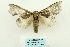  (Peridea grahami - ARB00028028)  @14 [ ] Copyright  SCDBC-KIZ-CAS, Imaging group Kunming Institute of Zoology, CAS