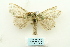  (Netria multispinae - ARB00028086)  @14 [ ] Copyright  SCDBC-KIZ-CAS, Imaging group Kunming Institute of Zoology, CAS