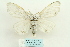  ( - ARB00028150)  @11 [ ] Copyright  SCDBC-KIZ-CAS, Imaging group Kunming Institute of Zoology, CAS