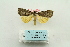 ( - ARB00028567)  @13 [ ] Copyright  SCDBC-KIZ-CAS, Imaging group Kunming Institute of Zoology, CAS