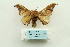  ( - ARB00028615)  @13 [ ] Copyright  SCDBC-KIZ-CAS, Imaging group Kunming Institute of Zoology, CAS
