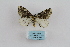  ( - ARB00009187)  @12 [ ] Copyright  SCDBC-KIZ-CAS, Imaging group Kunming Institute of Zoology, CAS