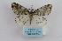  ( - ARB00009189)  @12 [ ] Copyright  SCDBC-KIZ-CAS, Imaging group Kunming Institute of Zoology, CAS
