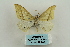  ( - ARB00009216)  @12 [ ] Copyright  SCDBC-KIZ-CAS, Imaging group Kunming Institute of Zoology, CAS