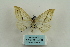  ( - ARB00009217)  @12 [ ] Copyright  SCDBC-KIZ-CAS, Imaging group Kunming Institute of Zoology, CAS