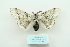  ( - ARB00009470)  @12 [ ] Copyright  SCDBC-KIZ-CAS, Imaging group Kunming Institute of Zoology, CAS