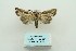  ( - ARB00009816)  @13 [ ] Copyright  SCDBC-KIZ-CAS, Imaging group Kunming Institute of Zoology, CAS