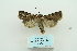  ( - ARB00009910)  @13 [ ] Copyright  SCDBC-KIZ-CAS, Imaging group Kunming Institute of Zoology, CAS