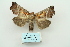  ( - ARB00009964)  @13 [ ] Copyright  SCDBC-KIZ-CAS, Imaging group Kunming Institute of Zoology, CAS