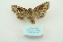  ( - ARB00009985)  @12 [ ] Copyright  SCDBC-KIZ-CAS, Imaging group Kunming Institute of Zoology, CAS