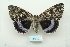  ( - ARB00010054)  @14 [ ] Copyright  SCDBC-KIZ-CAS, Imaging group Kunming Institute of Zoology, CAS