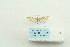  ( - ARB00023591)  @12 [ ] Copyright  SCDBC-KIZ-CAS, Imaging group Kunming Institute of Zoology, CAS