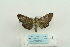  ( - ARB00023627)  @12 [ ] Copyright  SCDBC-KIZ-CAS, Imaging group Kunming Institute of Zoology, CAS