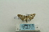  (Samea castoralis - ARB00023961)  @12 [ ] Copyright  SCDBC-KIZ-CAS, Imaging group Kunming Institute of Zoology, CAS