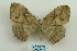  (Sphingognatha patula - ARB00023997)  @14 [ ] Copyright  SCDBC-KIZ-CAS, Imaging group Kunming Institute of Zoology, CAS