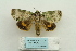  ( - ARB00024132)  @12 [ ] Copyright  SCDBC-KIZ-CAS, Imaging group Kunming Institute of Zoology, CAS