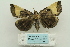  (Ochrotrigona - ARB00024142)  @13 [ ] Copyright  SCDBC-KIZ-CAS, Imaging group Kunming Institute of Zoology, CAS