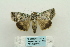  ( - ARB00024199)  @12 [ ] Copyright  SCDBC-KIZ-CAS, Imaging group Kunming Institute of Zoology, CAS