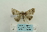  ( - ARB00024312)  @12 [ ] Copyright  SCDBC-KIZ-CAS, Imaging group Kunming Institute of Zoology, CAS