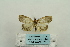  ( - ARB00024332)  @13 [ ] Copyright  SCDBC-KIZ-CAS, Imaging group Kunming Institute of Zoology, CAS