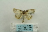  ( - ARB00024333)  @13 [ ] Copyright  SCDBC-KIZ-CAS, Imaging group Kunming Institute of Zoology, CAS