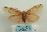  ( - ARB00024492)  @12 [ ] Copyright  SCDBC-KIZ-CAS, Imaging group Kunming Institute of Zoology, CAS