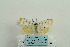  ( - ARB00024594)  @12 [ ] Copyright  SCDBC-KIZ-CAS, Imaging group Kunming Institute of Zoology, CAS