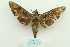  ( - ARB00024766)  @11 [ ] Copyright  SCDBC-KIZ-CAS, Imaging group Kunming Institute of Zoology, CAS