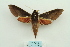 (Theretra pallicosta - ARB00024768)  @14 [ ] Copyright  SCDBC-KIZ-CAS, Imaging group Kunming Institute of Zoology, CAS