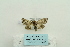  ( - ARB00024807)  @12 [ ] Copyright  SCDBC-KIZ-CAS, Imaging group Kunming Institute of Zoology, CAS