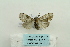  ( - ARB00024875)  @13 [ ] Copyright  SCDBC-KIZ-CAS, Imaging group Kunming Institute of Zoology, CAS