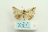  ( - ARB00025065)  @12 [ ] Copyright  SCDBC-KIZ-CAS, Imaging group Kunming Institute of Zoology, CAS