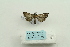  ( - ARB00025171)  @12 [ ] Copyright  SCDBC-KIZ-CAS, Imaging group Kunming Institute of Zoology, CAS