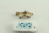  ( - ARB00025193)  @12 [ ] Copyright  SCDBC-KIZ-CAS, Imaging group Kunming Institute of Zoology, CAS