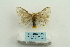  (Nygmia uniformis - ARB00025205)  @11 [ ] Copyright  SCDBC-KIZ-CAS, Imaging group Kunming Institute of Zoology, CAS