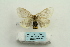 ( - ARB00025217)  @14 [ ] Copyright  SCDBC-KIZ-CAS, Imaging group Kunming Institute of Zoology, CAS